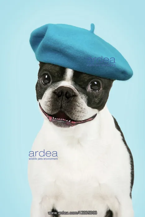 : Dog - Boston Terrier : Dog - Boston Terrier