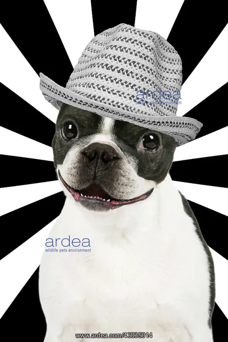 : Dog - Boston Terrier : Dog - Boston Terrier