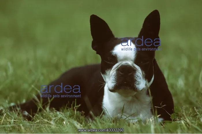 : DOG - BOSTON TERRIER : DOG - BOSTON TERRIER