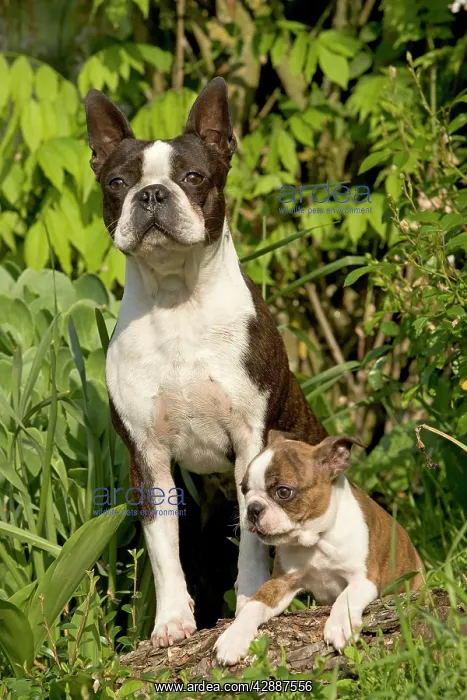  : Dog - Boston Terrier adult & puppy