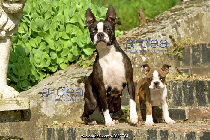  : Dog - Boston Terrier adult and puppy, on steps