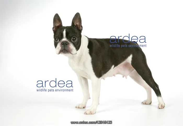 : Dog - Boston Terrier, bitch standing, side view