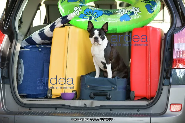 : Dog - Boston Terrier in boot of car - going on : Dog - Boston Terrier in boot of car - going on