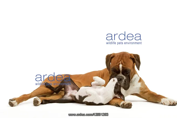 : Dog - Boston Terrier and Boxer playing in studio : Dog - Boston Terrier and Boxer playing in studio
