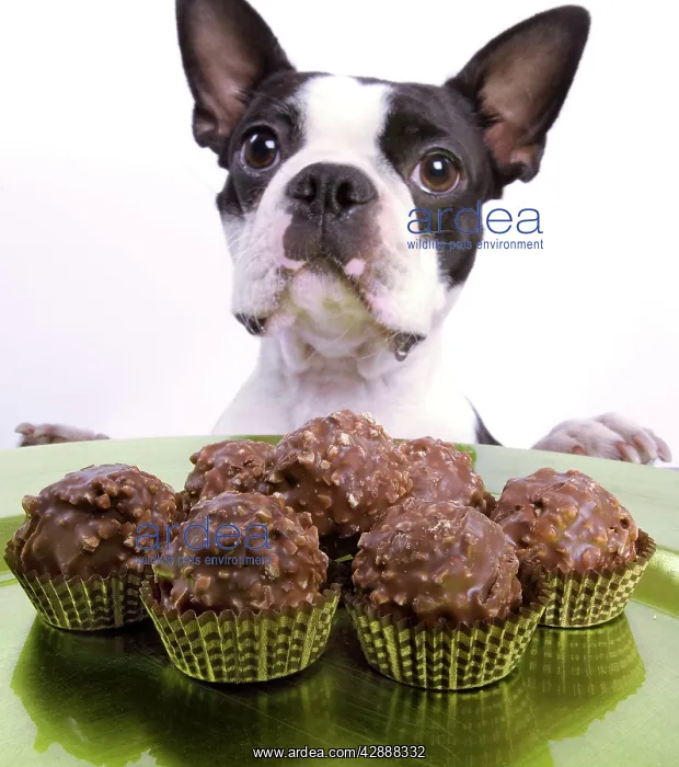  : Dog - Boston Terrier - with chocolate cakes