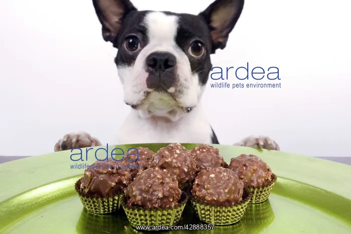  : Dog - Boston Terrier - with chocolate cakes