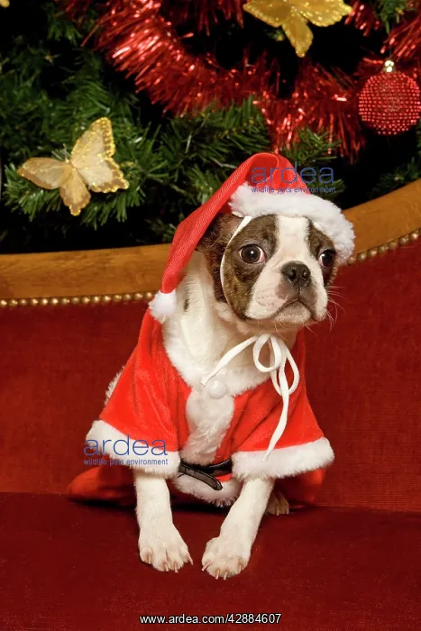 : Dog - Boston Terrier with Christmas decorations : Dog - Boston Terrier with Christmas decorations