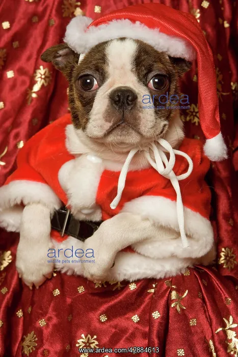 : Dog - Boston Terrier with Christmas decorations : Dog - Boston Terrier with Christmas decorations