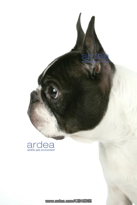  : Dog - Boston Terrier. Close-up of head, side view