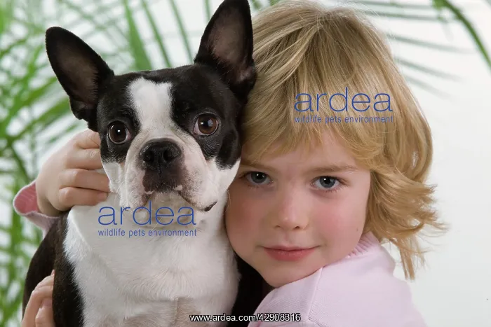 : Dog - Boston Terrier being cuddled by young child : Dog - Boston Terrier being cuddled by young child
