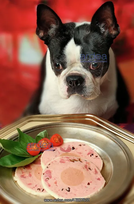 : Dog Boston Terrier. with dinner platter : Dog Boston Terrier. with dinner platter