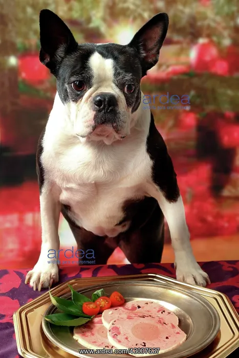 : Dog Boston Terrier. with dinner platter : Dog Boston Terrier. with dinner platter