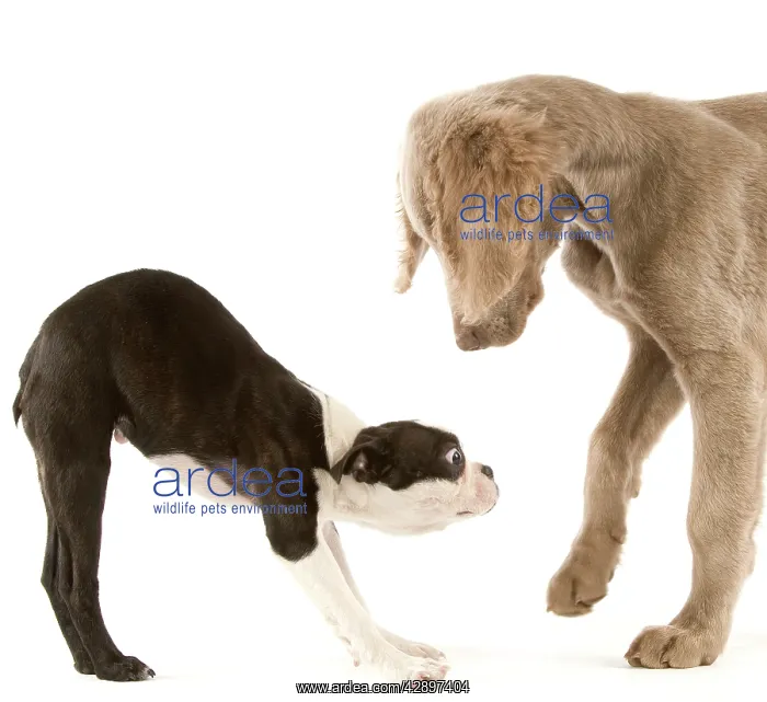  : Dog - Boston Terrier - with other Dog