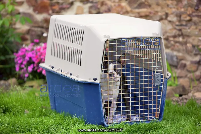  : Dog - Boston Terrier in dog carrier  /  basket