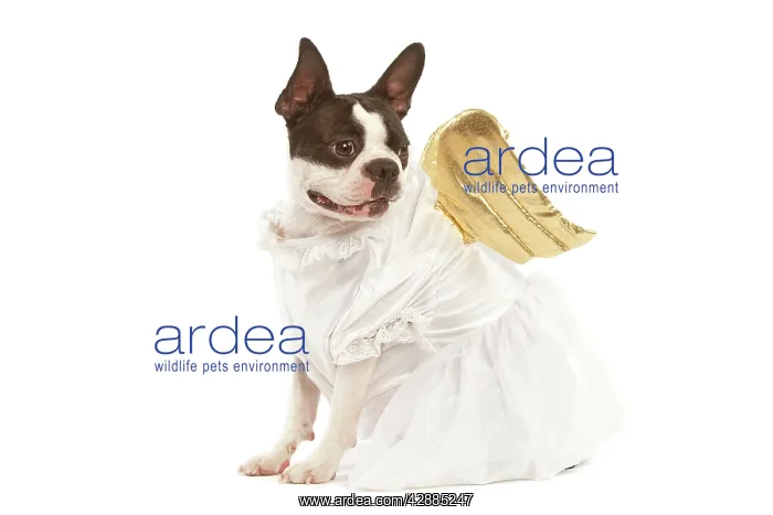 : Dog - Boston Terrier dressed up in angel outfit : Dog - Boston Terrier dressed up in angel outfit