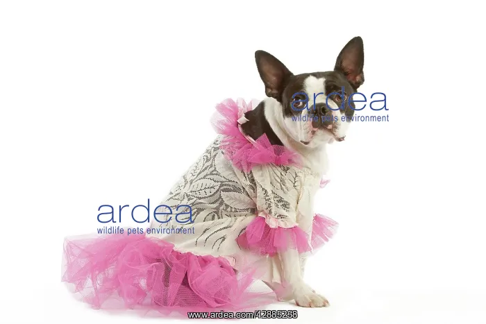  : Dog - Boston Terrier dressed up in pink dress