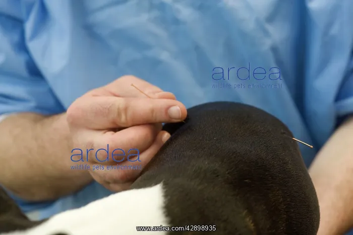 : Dog - Boston Terrier being examined by vet : Dog - Boston Terrier being examined by vet