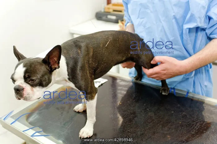 : Dog - Boston Terrier being examined by vet : Dog - Boston Terrier being examined by vet