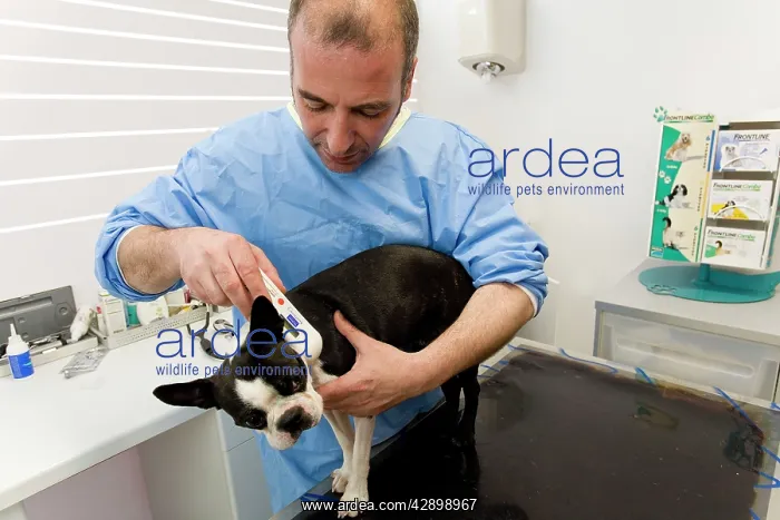: Dog - Boston Terrier being examined by vet : Dog - Boston Terrier being examined by vet