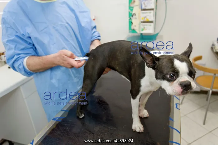 : Dog - Boston Terrier being examined by vet - checking : Dog - Boston Terrier being examined by vet - checking