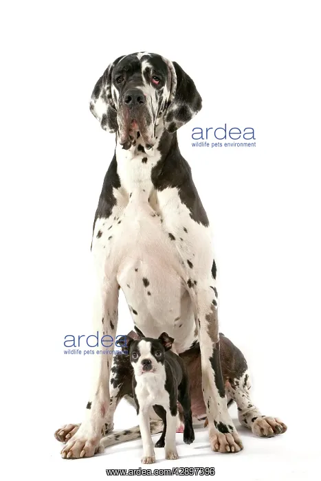 : Dog - Boston Terrier - with Great Dane