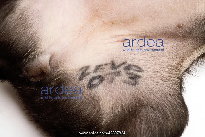  : Dog - Boston Terrier - identification tattoo