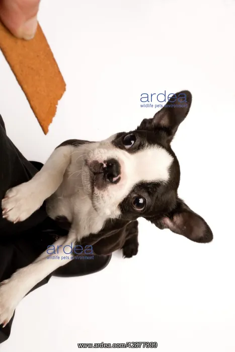 : Dog - Boston Terrier jumping up to take biscuit from owner : Dog - Boston Terrier jumping up to take biscuit from owner