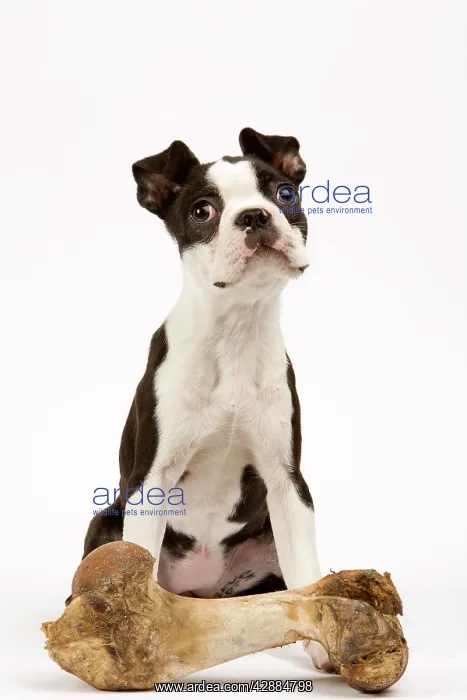  : DOG - Boston Terrier with large bone