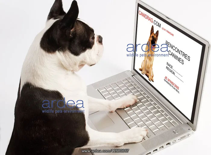 : Dog - Boston Terrier looking at laptop : Dog - Boston Terrier looking at laptop