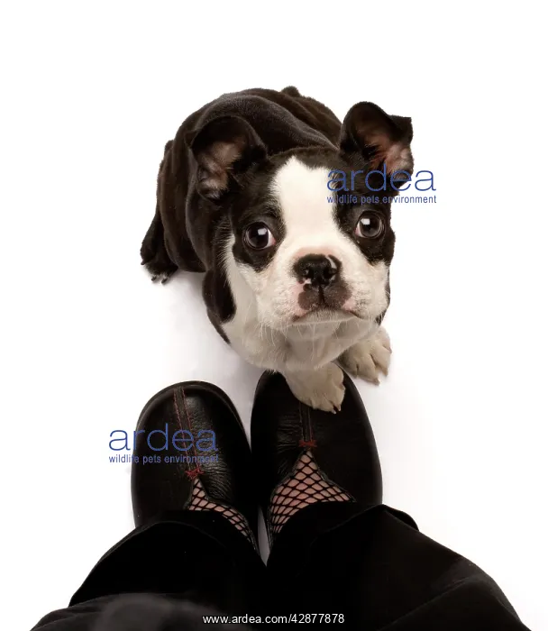  : Dog - Boston Terrier looking up at owner