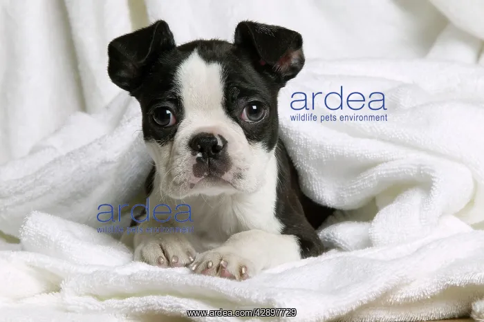  : Dog - Boston Terrier - lying down in towel