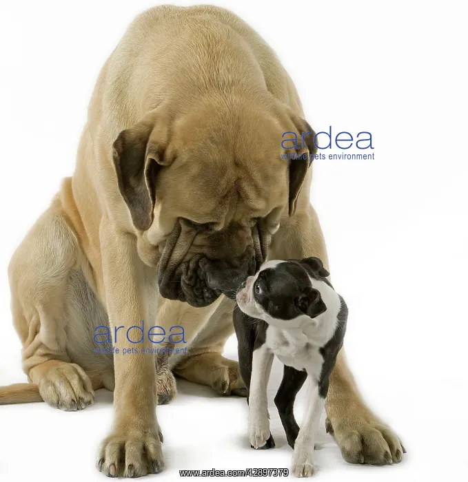 : Dog - Boston Terrier - with Mastiff Dog : Dog - Boston Terrier - with Mastiff Dog