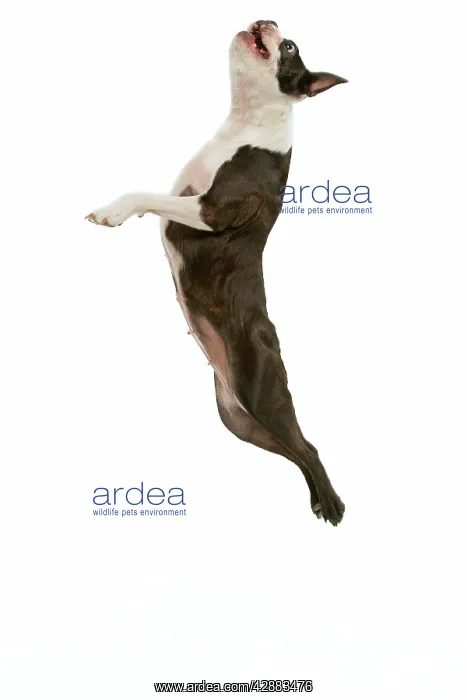  : Dog - Boston terrier in mid-air - jumping