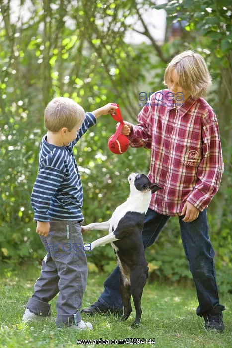 : Dog - Boston Terrier playing in garden with young boys : Dog - Boston Terrier playing in garden with young boys