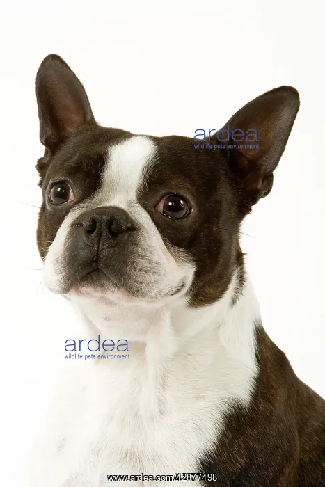  : Dog - Boston Terrier portrait