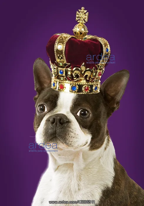 : Dog - Boston Terrier portrait, wearing a crown : Dog - Boston Terrier portrait, wearing a crown