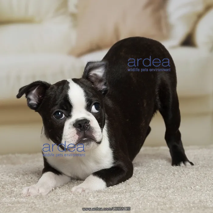 : Dog - Boston Terrier puppy : Dog - Boston Terrier puppy