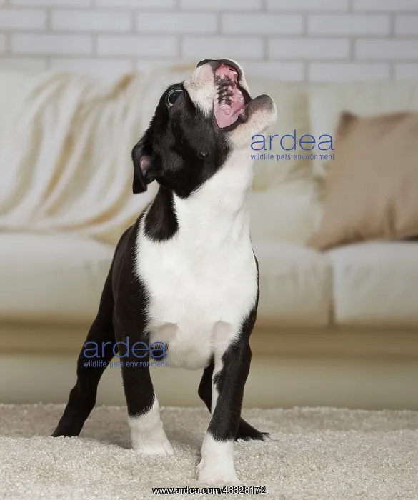 : Dog - Boston Terrier puppy : Dog - Boston Terrier puppy