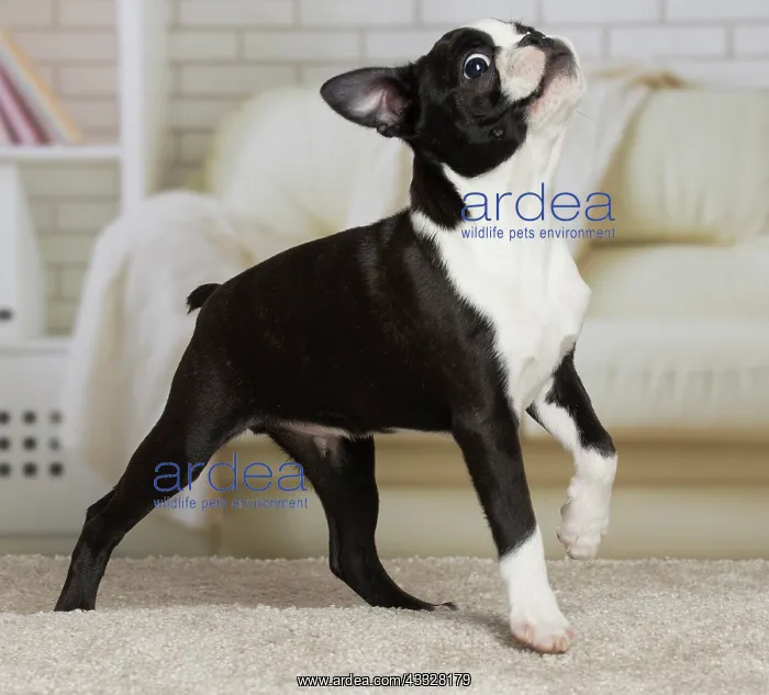: Dog - Boston Terrier puppy : Dog - Boston Terrier puppy
