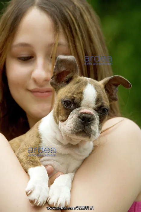  : Dog - Boston Terrier puppy held by girl