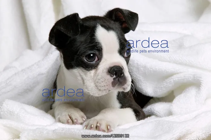  : Dog - Boston Terrier puppy lying in towel