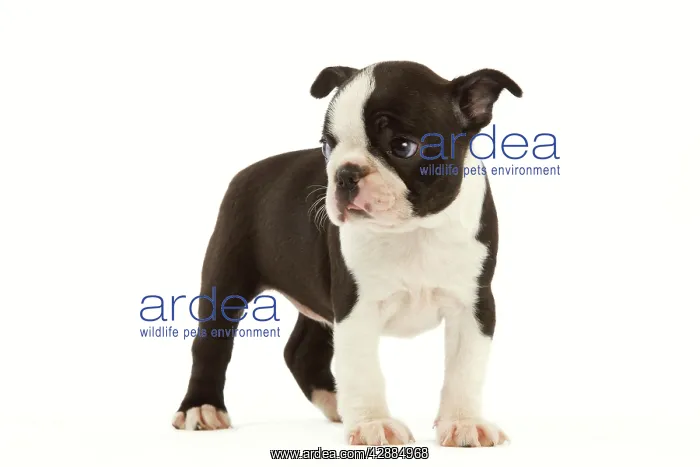  : Dog - Boston Terrier puppy in studio
