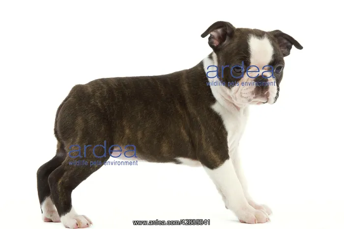  : Dog - Boston Terrier puppy in studio