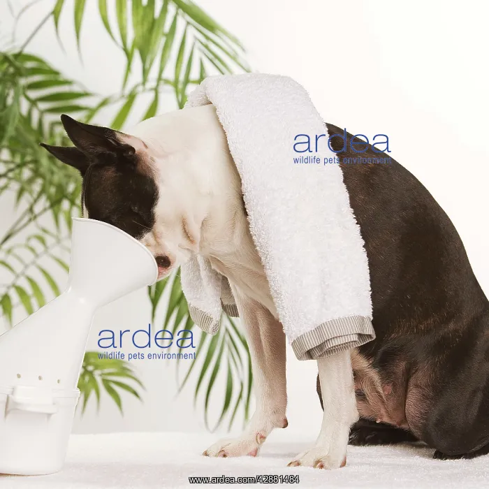 : Dog - Boston Terrier - receiving steam therapy : Dog - Boston Terrier - receiving steam therapy