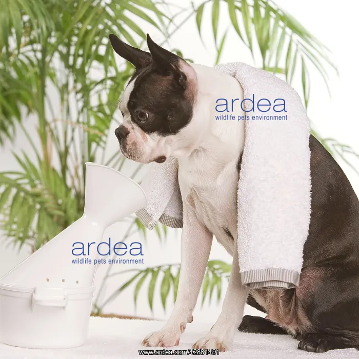 : Dog - Boston Terrier - receiving steam therapy : Dog - Boston Terrier - receiving steam therapy