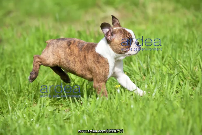  : Dog - Boston Terrier running