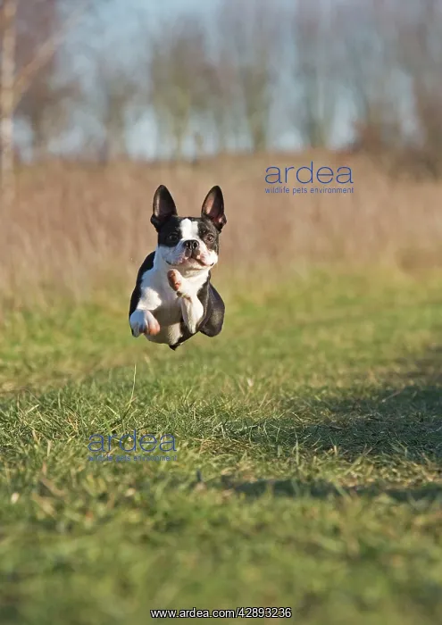  : Dog - Boston Terrier - running, in mid-air