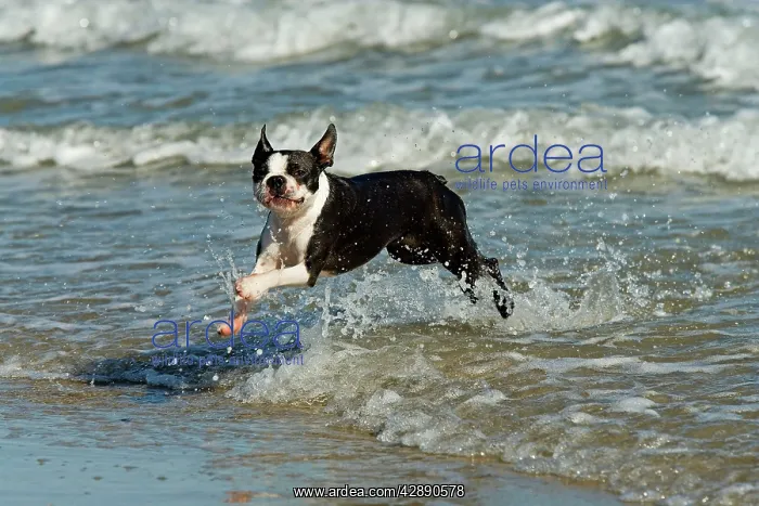  : Dog - Boston Terrier running in sea