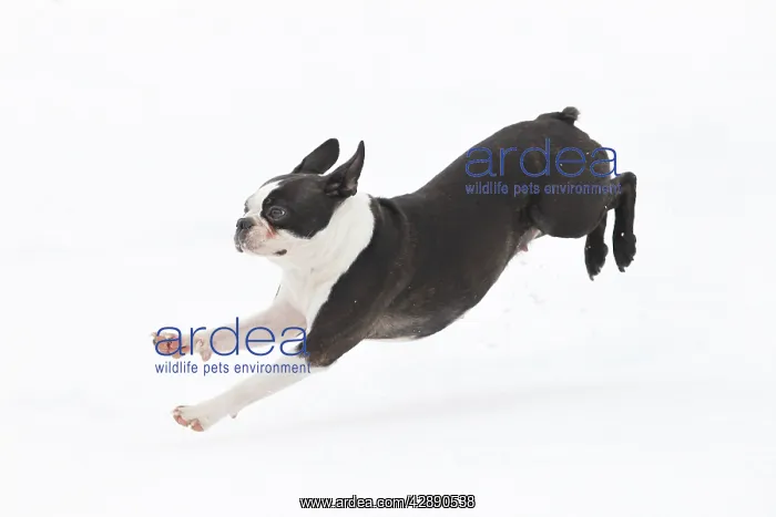  : Dog - Boston Terrier running in snow