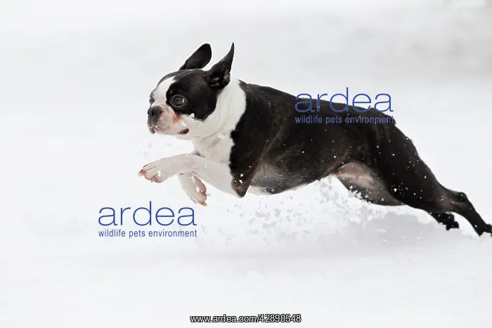  : Dog - Boston Terrier running in snow